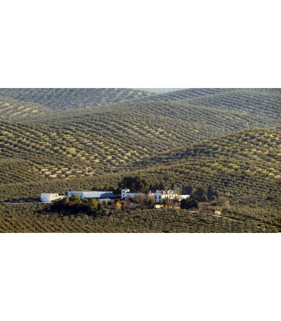 Cortijo De Suerte Alta Coupage Natural