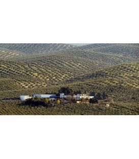 Cortijo de Suerte Alta Picual en Envero